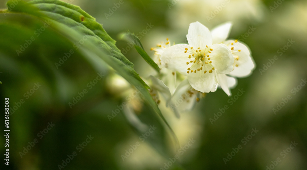 close up of a white flower Lamaita ,Iasomie,Philadelphus coronarius