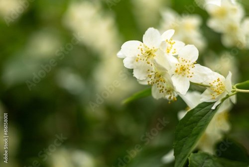 white flowers in the garden.Lamaita /Iasomie,philadelphus coronarius 