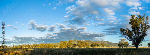 Rural landscape of golden light on eucalypt trees in farm paddock