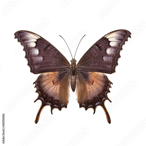 Mourning cloak butterfly -  Nymphalis antiopa. Transparent PNG. Generative AI