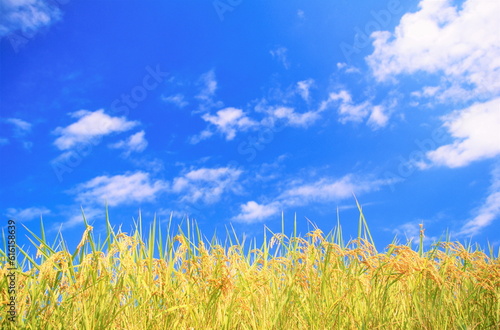 実る稲穂と青い空に白い雲