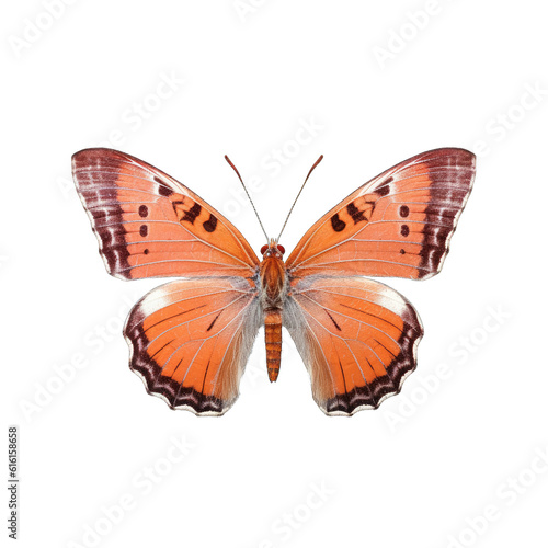 Scarce copper butterfly - Lycaena virgaureae. Transparent PNG. Generative AI