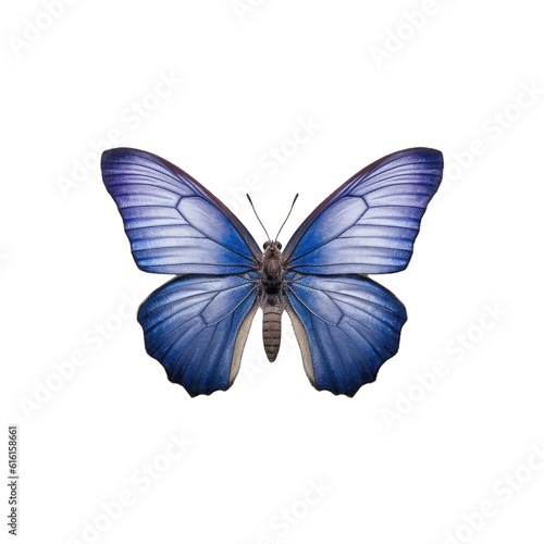 Small blue butterfly -  Cupido minimus. Transparent PNG. Generative AI © Razvan