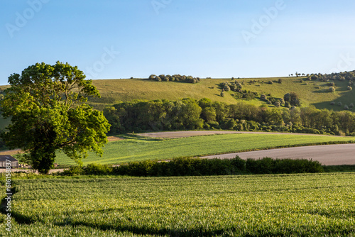 Fields in the Sussex countryside with a clear blue sky overhead