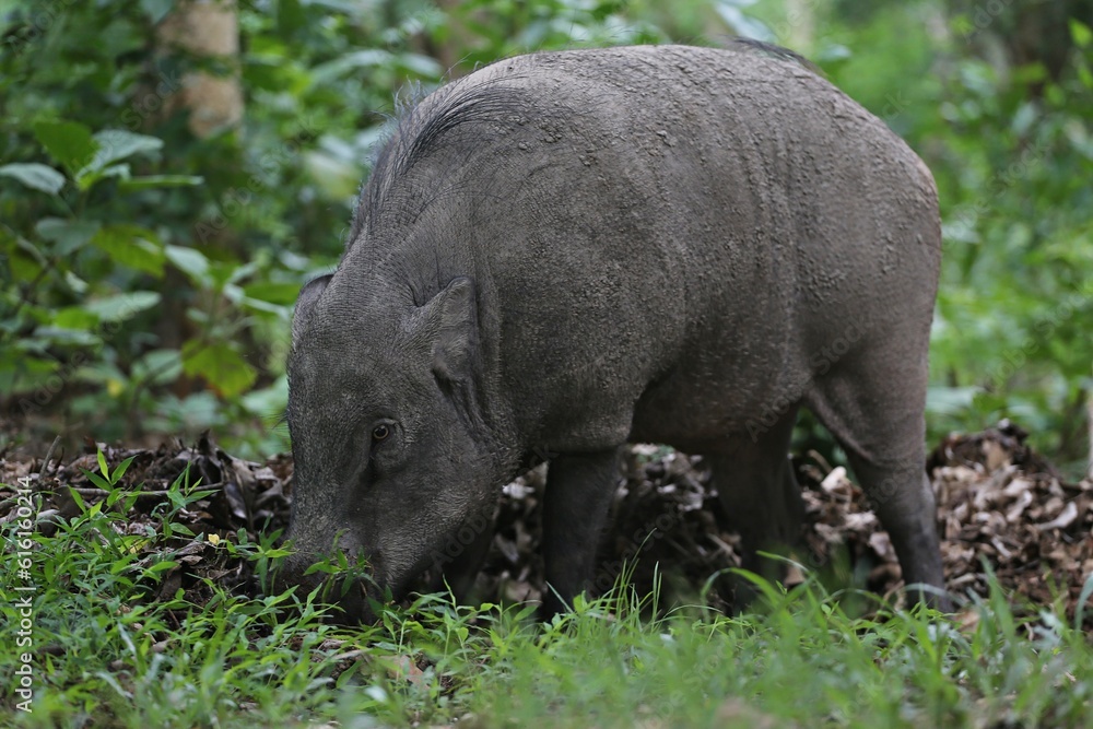 Wild Boar or Sus scrofa, Least Concern specie. Wild Boar or Sus scrofa, Least Concern specie.