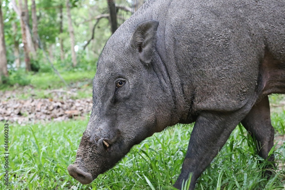 Wild Boar or Sus scrofa, Least Concern specie. Wild Boar or Sus scrofa, Least Concern specie.
