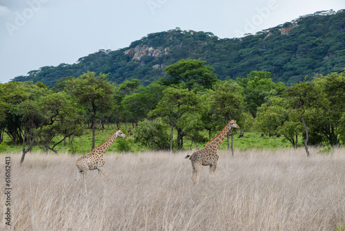 Adult giraffes in tall grass in a national park in Zimbabwe
