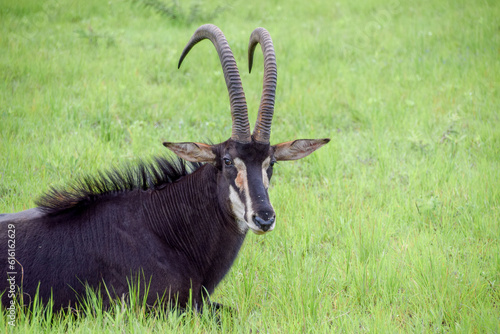 A sable antelope in a nature reserve in Zimbabwe photo