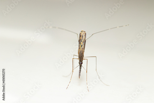 Closeup Anopheles spp. Mosquito (malaria vector) from Southeast Asia