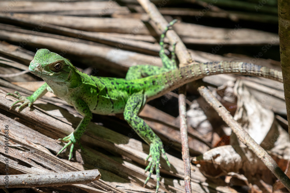 Tulum - Archeological Site - Young black spiny-tailed iguana (Ctenosaura similis) Tulum - Archeological Site - Young black spiny-tailed iguana (Ctenosaura similis)