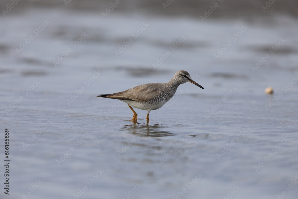 Grey-tailed Tattler (Tringa brevipes) in Japan Grey-tailed Tattler (Tringa brevipes) in Japan