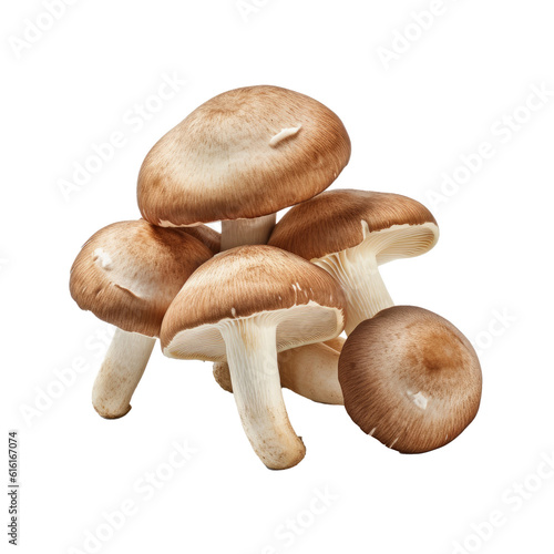 Shiitake mushrooms Isolated