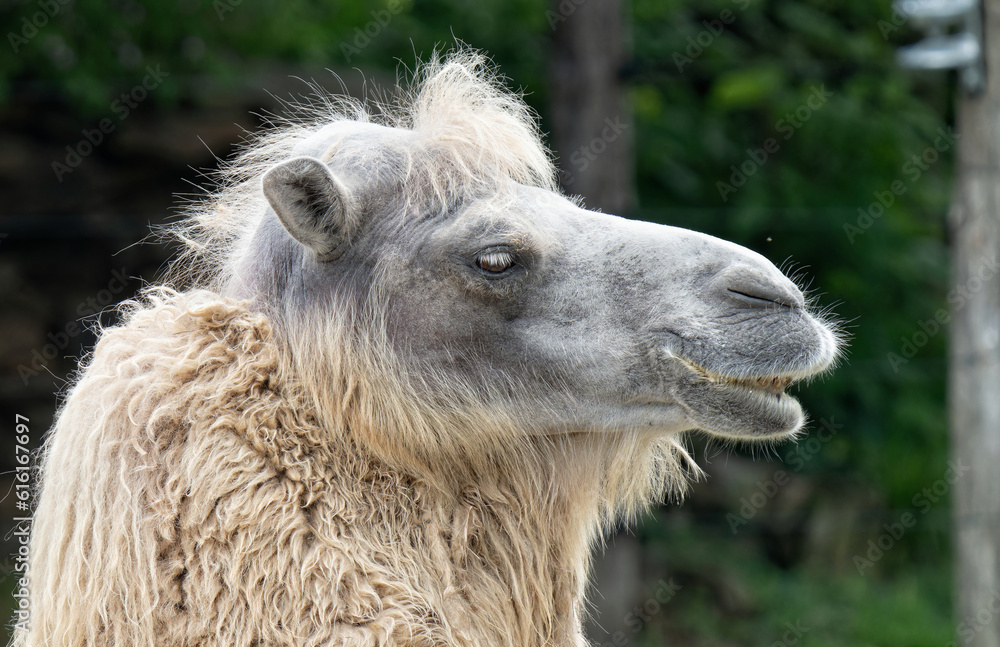 Obraz premium portrait of a camel