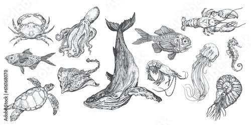 Handdrawn sea animals illustrations pack, fish drawings, artwork, sushi, fish, design, sea animal © michaelrayback