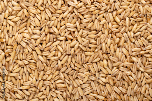 Hulled oats, dried and husked common oat grains, close-up, from above. Avena sativa, a cereal grain, suitable for human consumption as oatmeal or rolled oats, most used as livestock feed. Food photo. photo