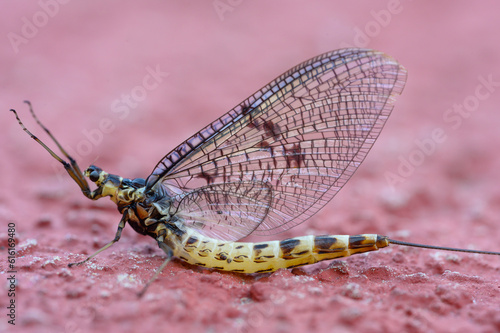 Fliegenhaft Cloeon dipterum photo