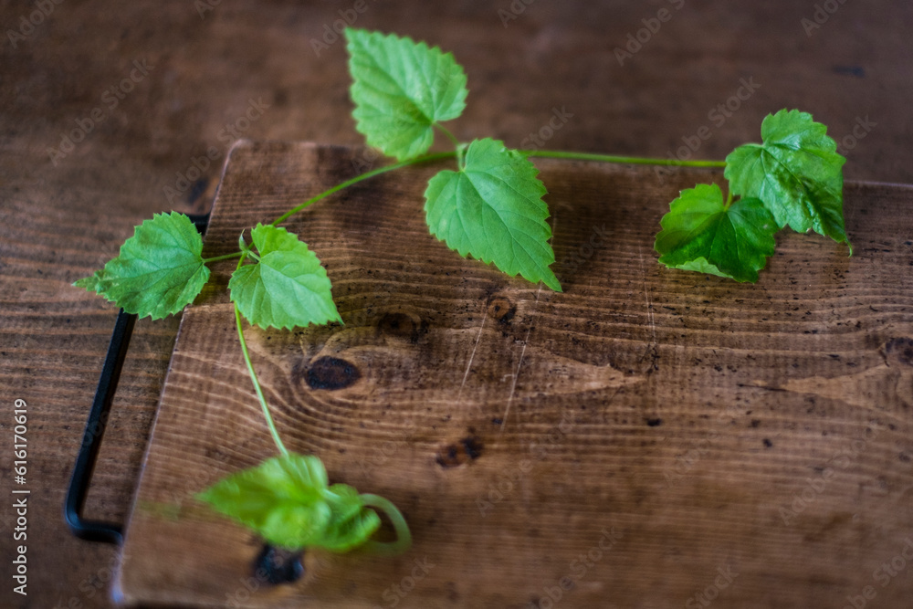 Naklejka premium ホップの葉っぱと木目
