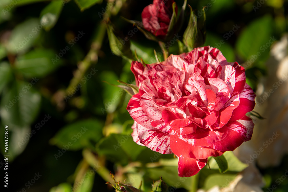 Fototapeta premium Red white roses. Bush in the garden. Rosebud. Summer flower petals. Rose bud in nature. Branch and leaves. Botanical plant.