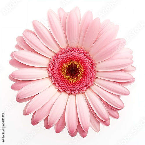 pink gerber daisy isolated on white