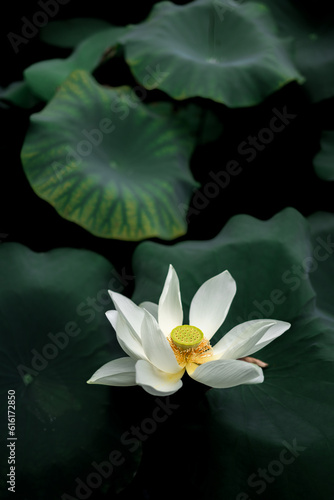 a white lotus flower with green leaves