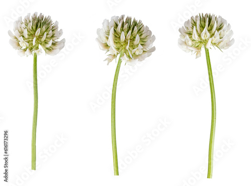 фотографія Macro photography with white clover flowers isolated on transparent background