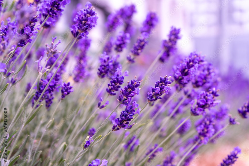 Naklejka premium Purple lavender flowers bush. Flower in the field. Nature background. Grow a fragrant plant in the garden. Summer flower honey plant closeup.