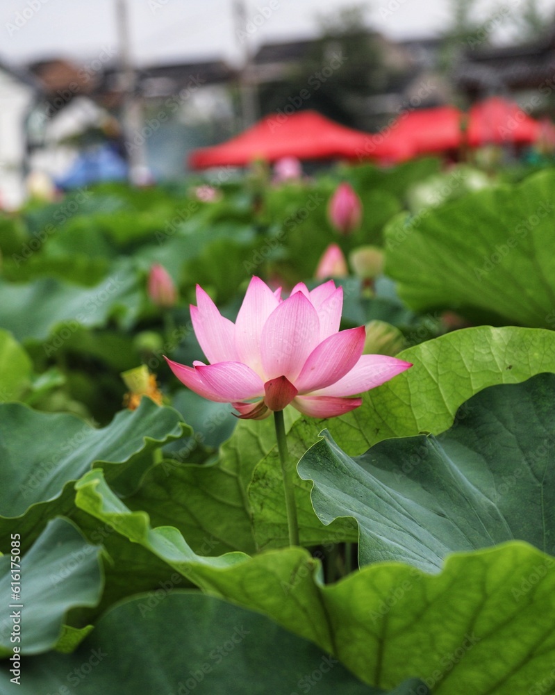 pink lotus flower is under the green lotus leaves pink lotus flower is under the green lotus leaves
