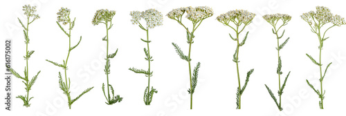 Macro photography with achillea millefolium flower isolated on transparent background.