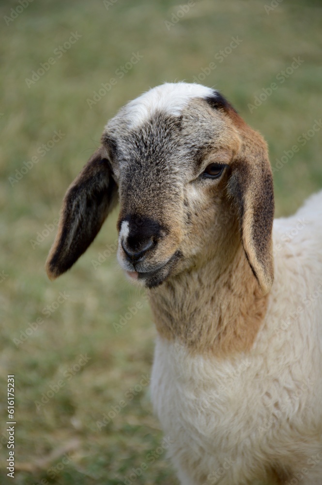 Fototapeta premium close up view of a cute sheep