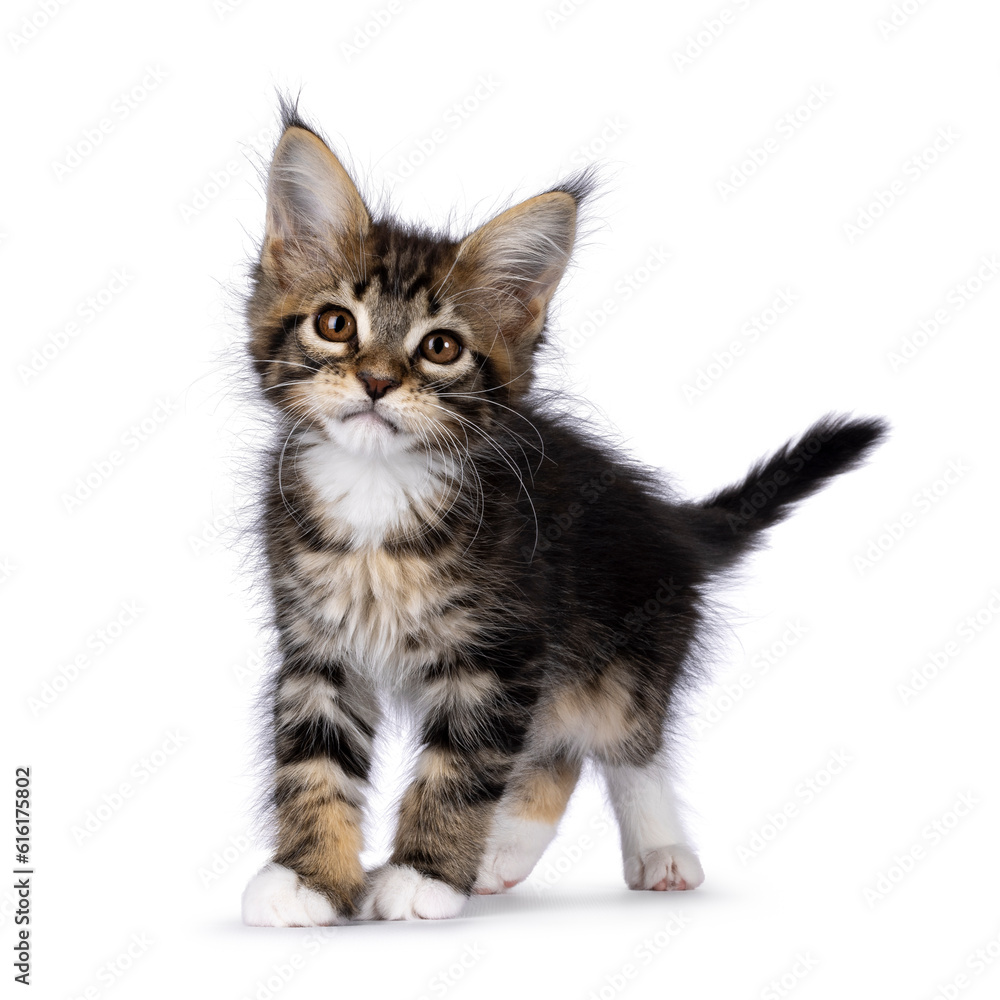 Super sweet classic brown tabby with white Maine Coon cat kitten, standing up facing front. Looking straight to camera with mesmerising brown eyes. Isolated on a white background.