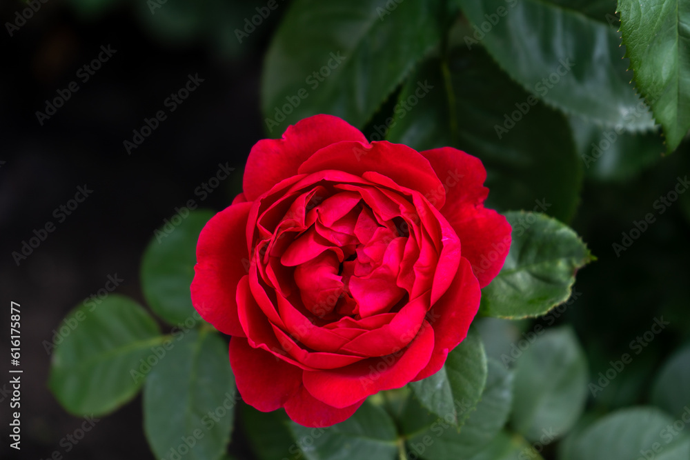Red roses. Bush in the garden. Rosebud. Summer flower petals. Rose bud in nature. Branch and leaves. Botanical plant. Red roses. Bush in the garden. Rosebud. Summer flower petals. Rose bud in nature. Branch and leaves. Botanical plant.