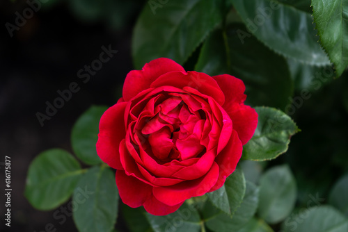 Red roses. Bush in the garden. Rosebud. Summer flower petals. Rose bud in nature. Branch and leaves. Botanical plant.