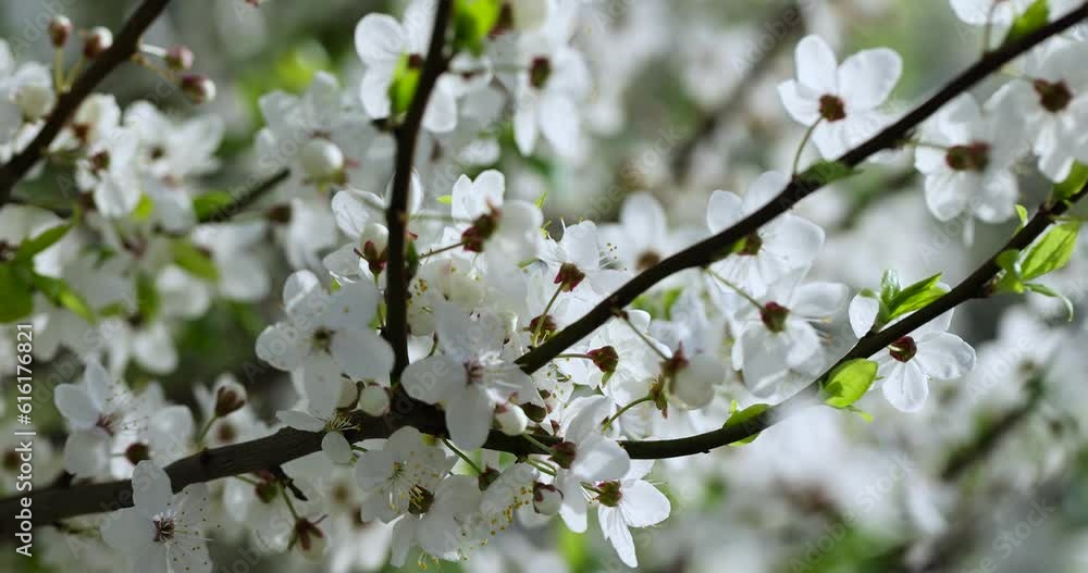 white cherry blossoms in the spring season, beautiful cherry tree in the orchard during flowering white cherry blossoms in the spring season, beautiful cherry tree in the orchard during flowering