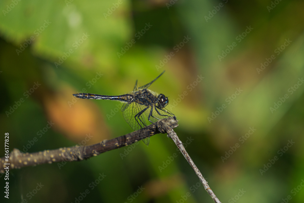 Resting dragonfly close-up on a blurred green background. Anisoptera sitting on leaf. Enface macro photo, sunny summer day, nature wallpaper Resting dragonfly close-up on a blurred green background. Anisoptera sitting on leaf. Enface macro photo, sunny summer day, nature wallpaper