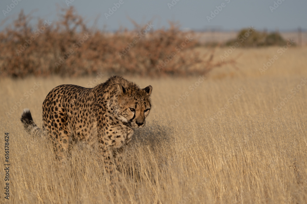 Naklejka premium A cheetah searching for prey in the grasslands of the Kalahari Desert in Namibia.