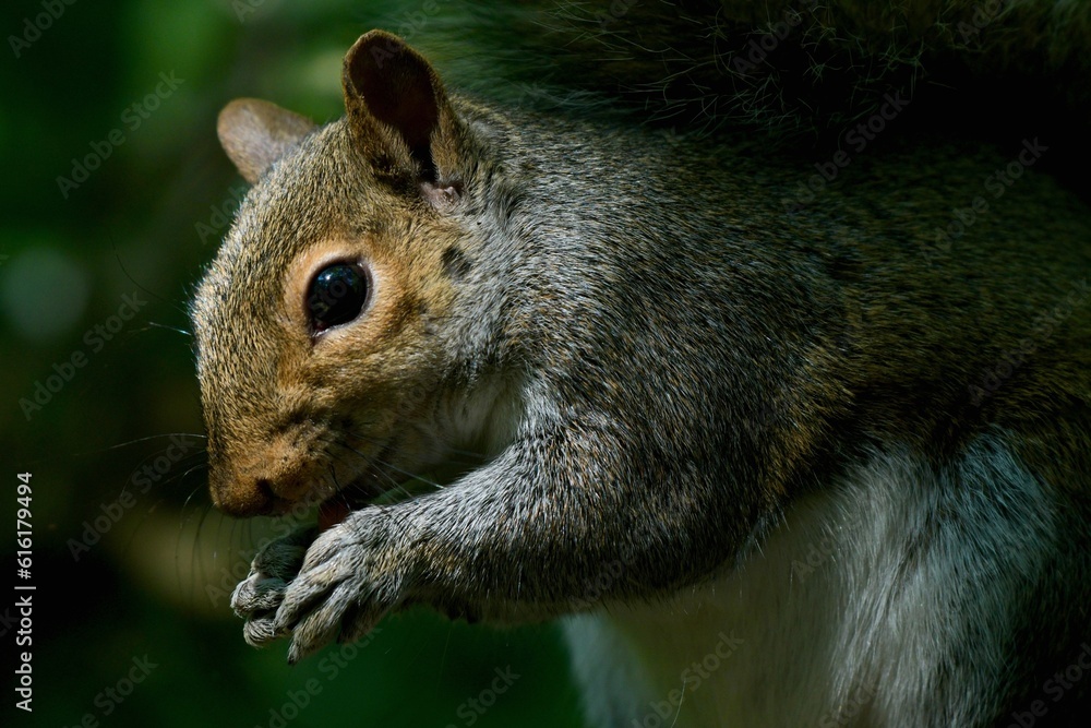 Obraz premium squirrel on a tree