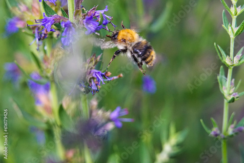 Close-up of bumblebee which collects nectar in natural habitat outdoors. Bee is flying from one blue flower to another. Beautiful summer scene. Wallpaper with humble bee in garden