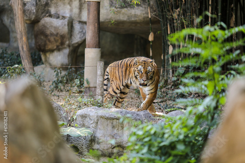 Walking tiger at the zoo