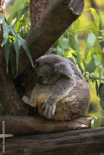 Fototapeta Naklejka Na Ścianę i Meble -  Sleeping Koala on the tree