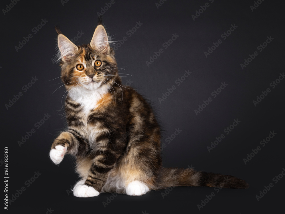 Obraz premium Fantastic tortie Maine Coon cat kitten, sitting up side ways with one paw up like saying hello. Looking straight towards camera. Isolated on a black background.