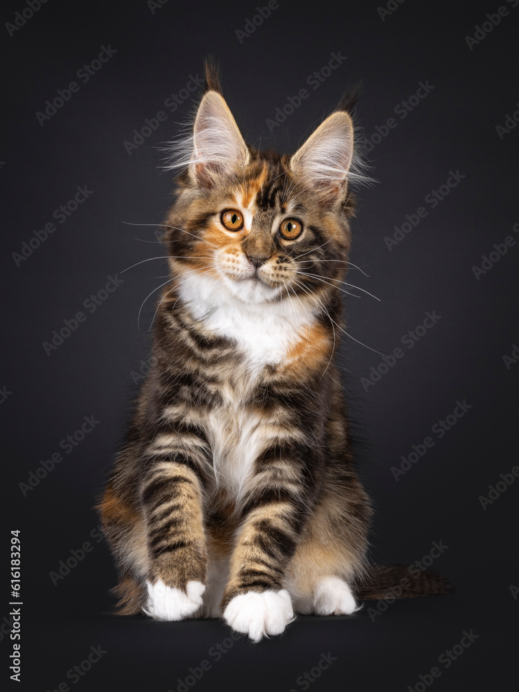 Fantastic tortie Maine Coon cat kitten, sitting up facing front. Looking straight towards camera. Isolated on a black background. Fantastic tortie Maine Coon cat kitten, sitting up facing front. Looking straight towards camera. Isolated on a black background.
