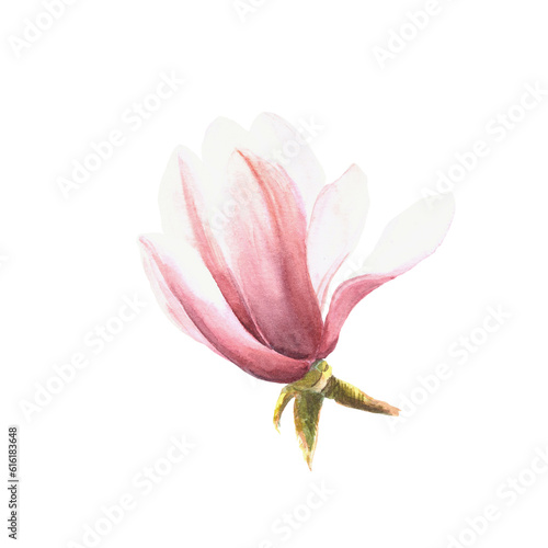 Fototapeta Naklejka Na Ścianę i Meble -  Magnolia flower Watercolor Hand drawn Illustration isolated on white background