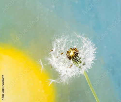 Dandelion seeds on a delicate multi-colored background
