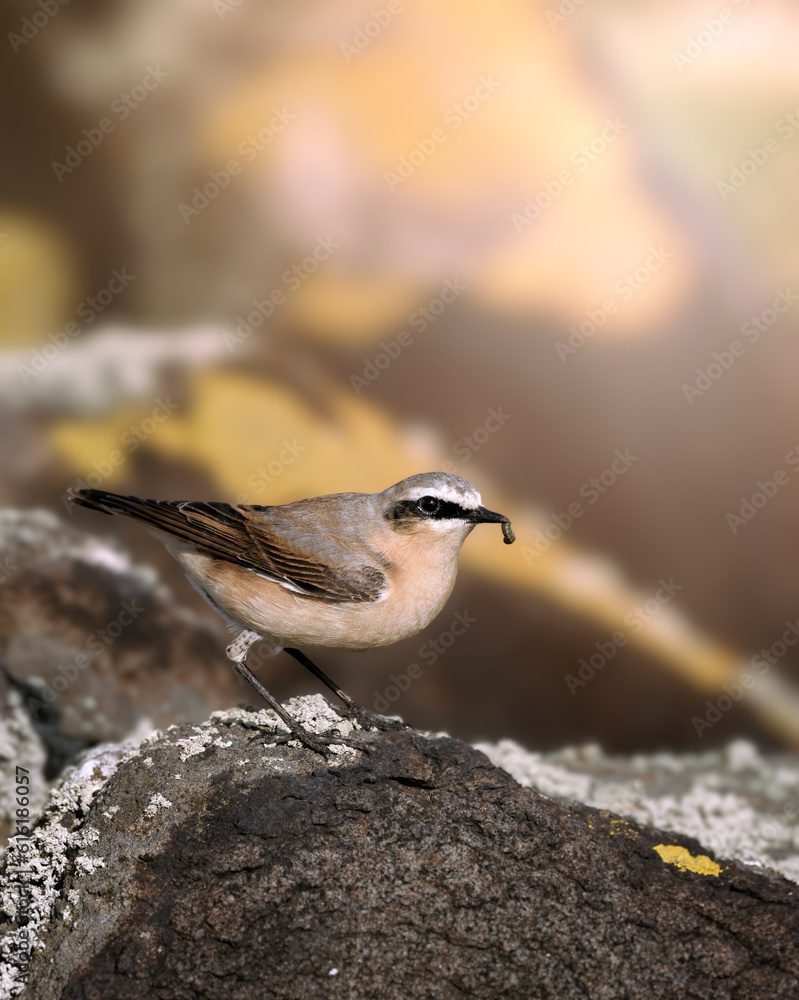 Naklejka premium Wheatear 