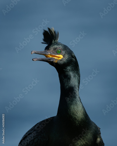 European Shag