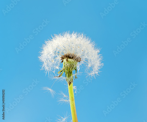 dandelion seeds on blue sky background
