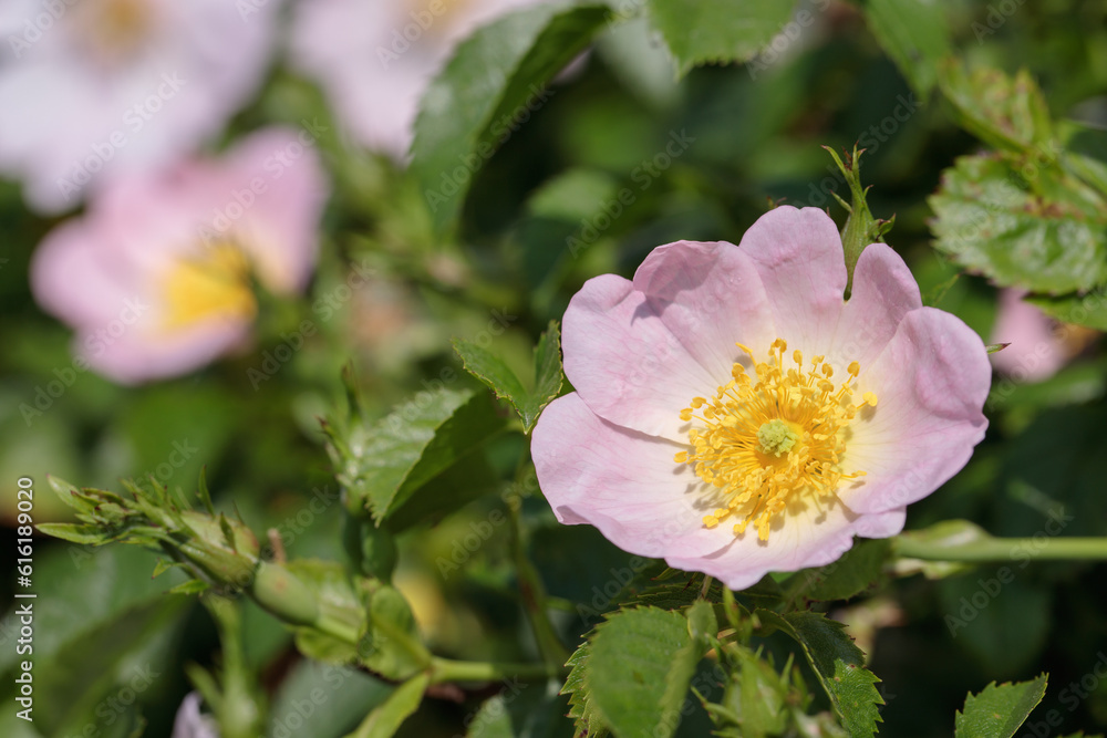 Fototapeta premium Closeup of a pink dog rose blossom (Rosa canina). Copyspace.