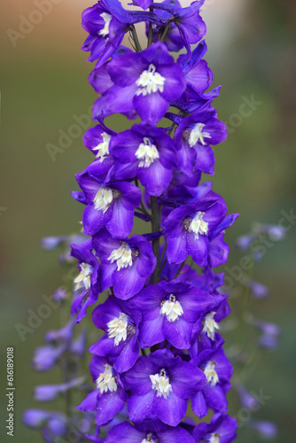 Delphinium flowering in the garden in summer. Beautiful blooming bright blue flowers on the natural green background. Delphinium  English Larkspur  Candle Delphinium  Tall Larkspur close-up.