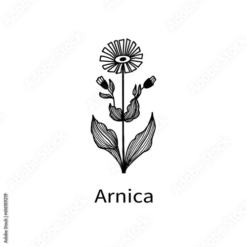 Arnica, sketch vector illustration, isolated on white background. Collection of plants for essential oils