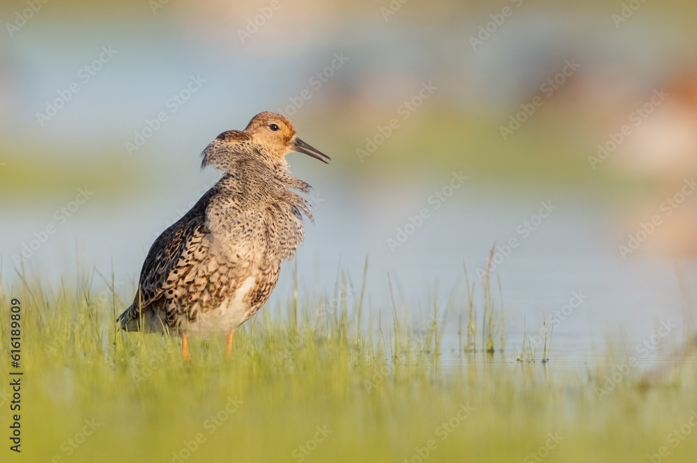 Ruff - male bird at a wetland on the mating season in spring Ruff - male bird at a wetland on the mating season in spring